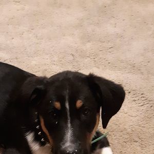 Meet your Posher, Tanya